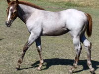 Madyan, Quarter Horse — foto 8
