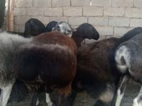Sheep, Sheep — photo 1