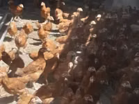 Chickens — foto 4