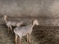 Қой, Hissar sheep — 2-сурет
