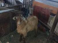 公山羊, Goats — 照片 1
