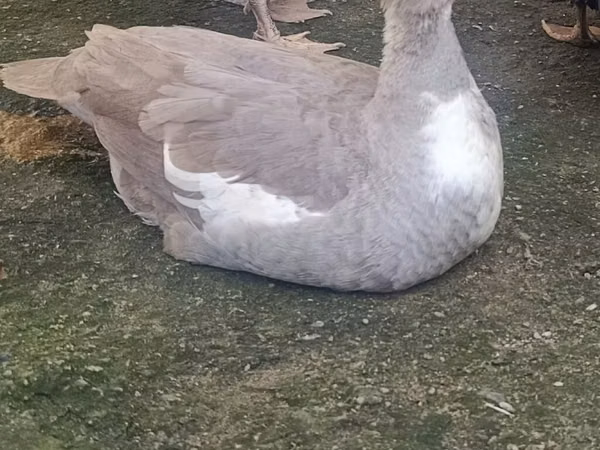 Ducks — Azerbaïdjan
