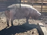 Sow, Pigs — photo 1