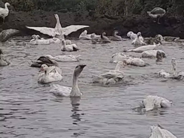 Geese