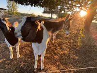 母山羊, Boer goat — 照片 3