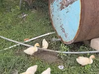 Geese — 照片 2