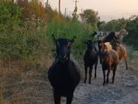Chèvre, Damask goat — photo 4