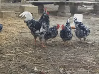 Chickens — الصورة 6