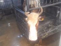 Krava, Simmental cattle — foto 8