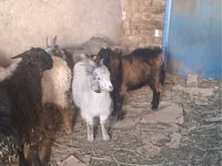 Dişi keçi, Keçilər — foto 3