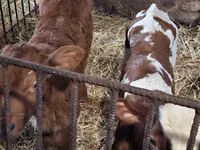 காளை, Simmental cattle — புகைப்படம் 6