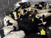Taureau, Simmental cattle — photo 2