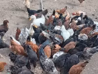 Chickens — foto 4