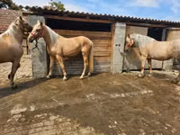 Madyan, Atlar — foto 7