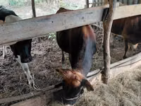 Buğa, Russian Black pied cattle — foto 2