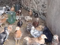 Chickens — फ़ोटो 7