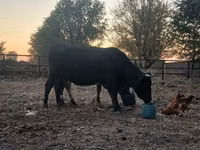 Krowa, Swiss cattle — zdjęcie 1