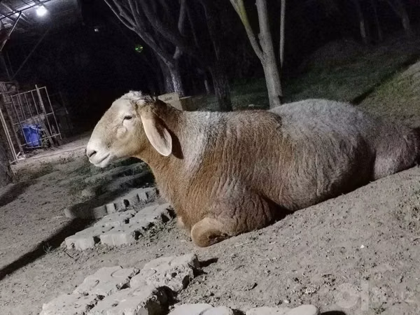 Кочкор, Арашан