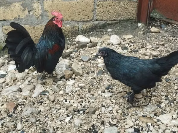Chickens