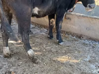 Cow, Alatau breed — photo 1