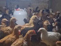 Chickens — Foto 1
