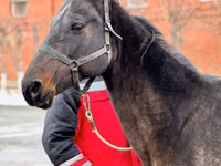 Klisna, Akhal-Teke — foto 1