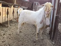 公山羊, Gulabi goats — 照片 3