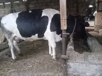 İnek, Russian Black pied cattle — foto 5