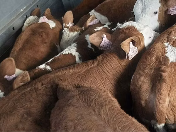 Taureau, Simmental cattle