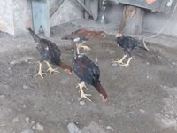 Chickens — Foto 5
