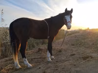 Cavalo, Cavalos — foto 3