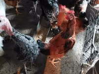 Chickens — zdjęcie 2
