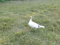 Turkeys — zdjęcie 3