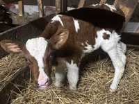 Býk, Simmental cattle — foto 1