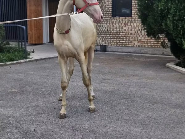 Cavalo, Akhal-Teke