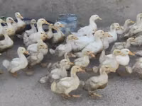 Ducks — foto 2