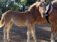 Madyan, Haflinger — foto 5