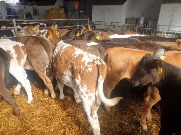 Touro, Simmental cattle