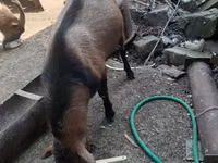 Boucs, Alpine goat — photo 1