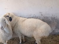 Ram, Sheep — photo 2