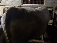 Toro, Ganado vacuno — foto 3