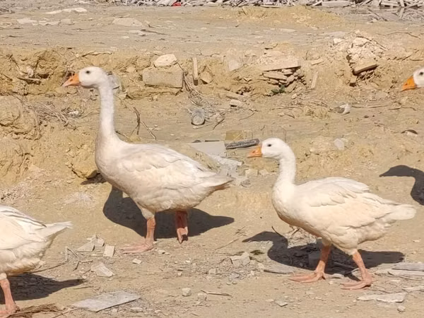 Geese