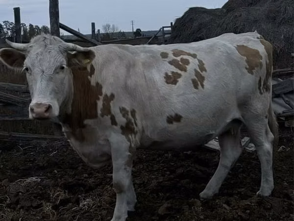 Vaca, Simmental cattle