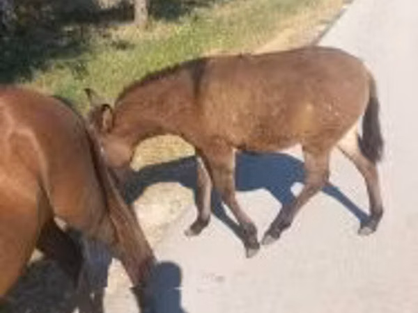 Mare, Horses