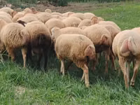 Owca, Owce — zdjęcie 7