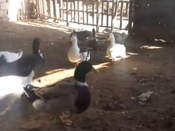 Ducks — Ozarbayjon