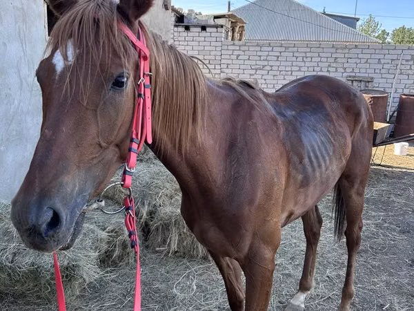 Jument, Thoroughbred horse