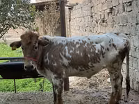 Vaca, Bovinos — foto 4