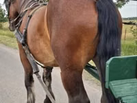 Caballo, Caballos — foto 4