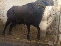 Bélier, Moutons — photo 5